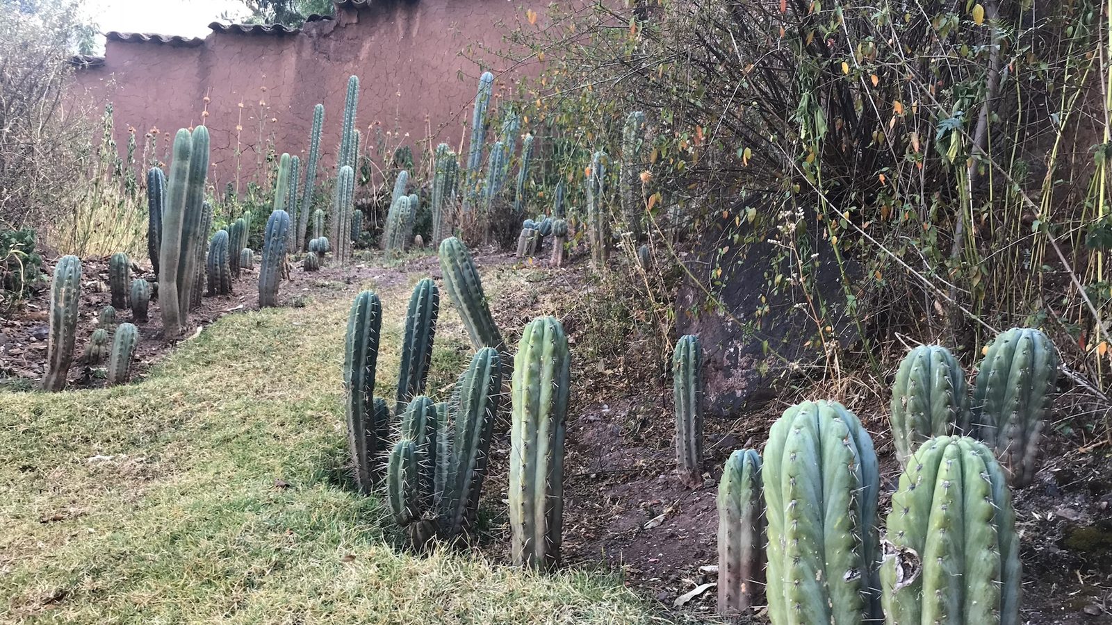 Huachuma cacti growing in a row along the foot of an adobe wall