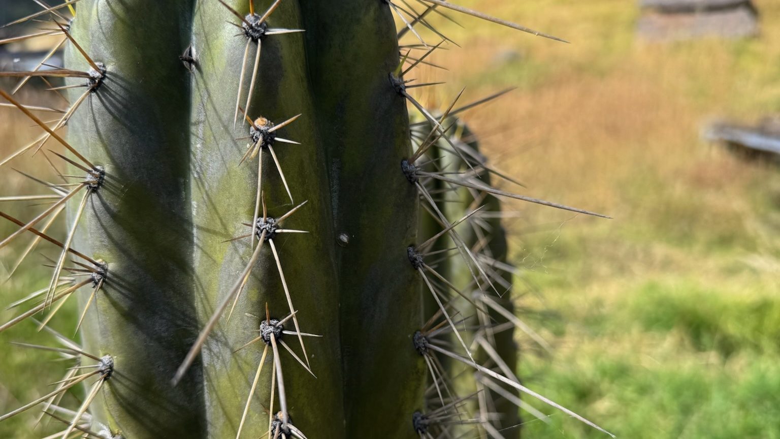 The ribbed green column of a huachuma cactus close up, its spines catching the light