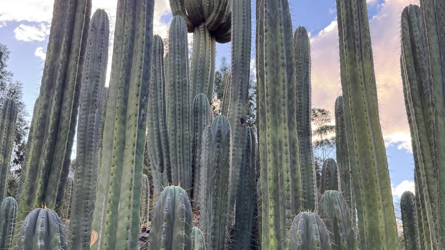 Huachuma columns seen from below against a bright sky