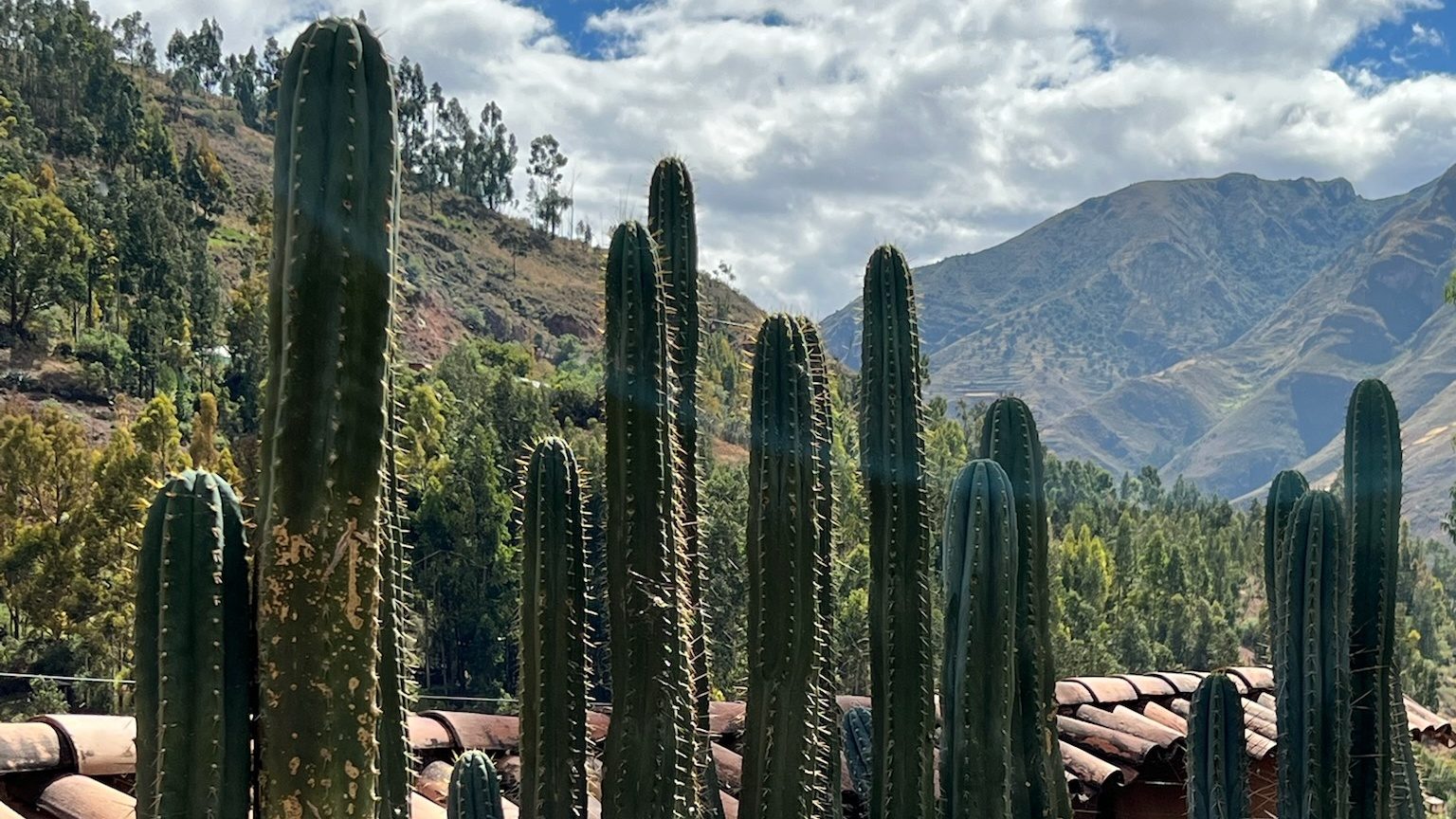 Tall huachuma columns standing together against a blue sky above a tiled roof