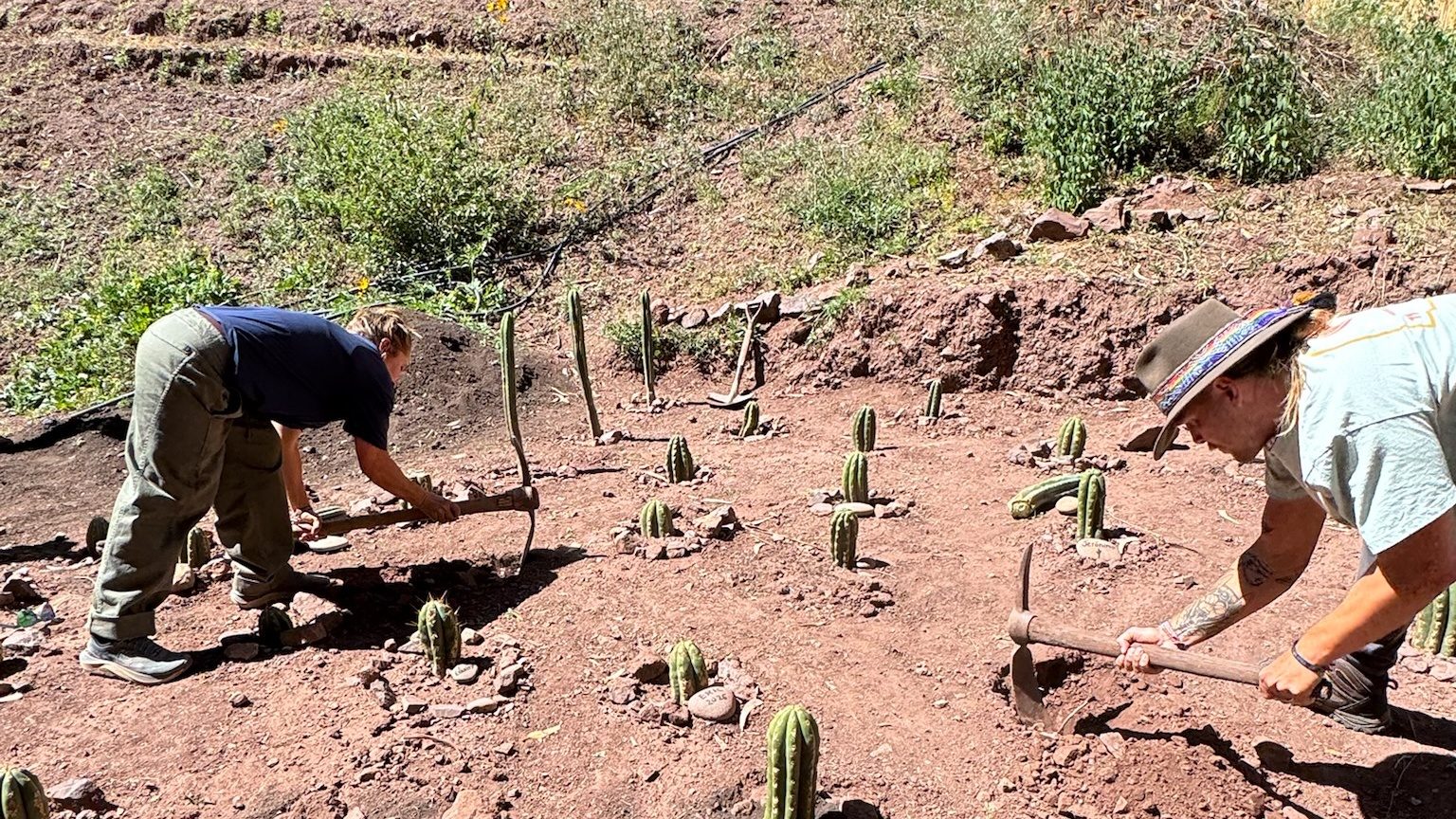 Two people working the ground with hand tools among rows of newly planted huachuma cuttings, a terraced green hillside rising behind them