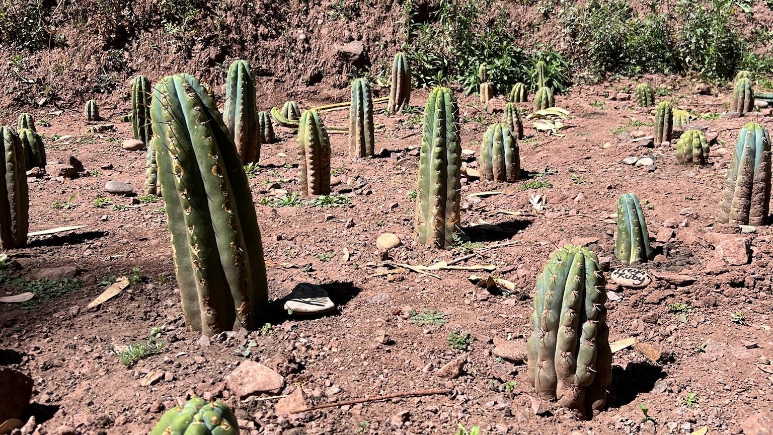 Dozens of young huachuma cuttings standing in dry red earth across a cleared slope, a painted marker stone set beside one of them