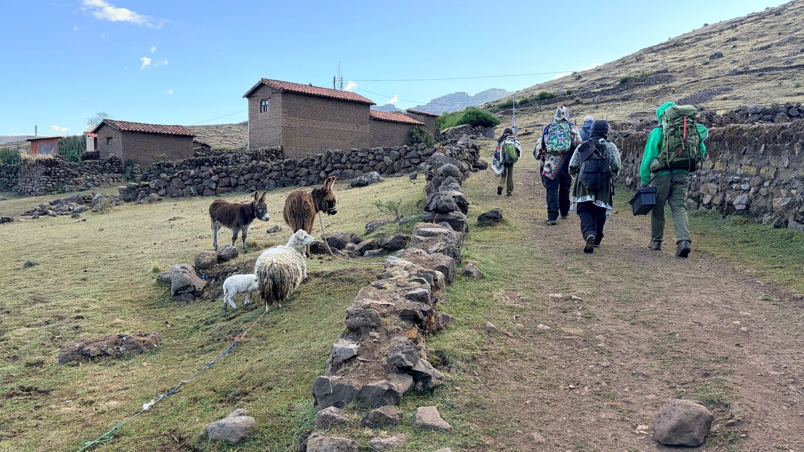 The group following a stone walled path past adobe buildings, with sheep grazing beside it