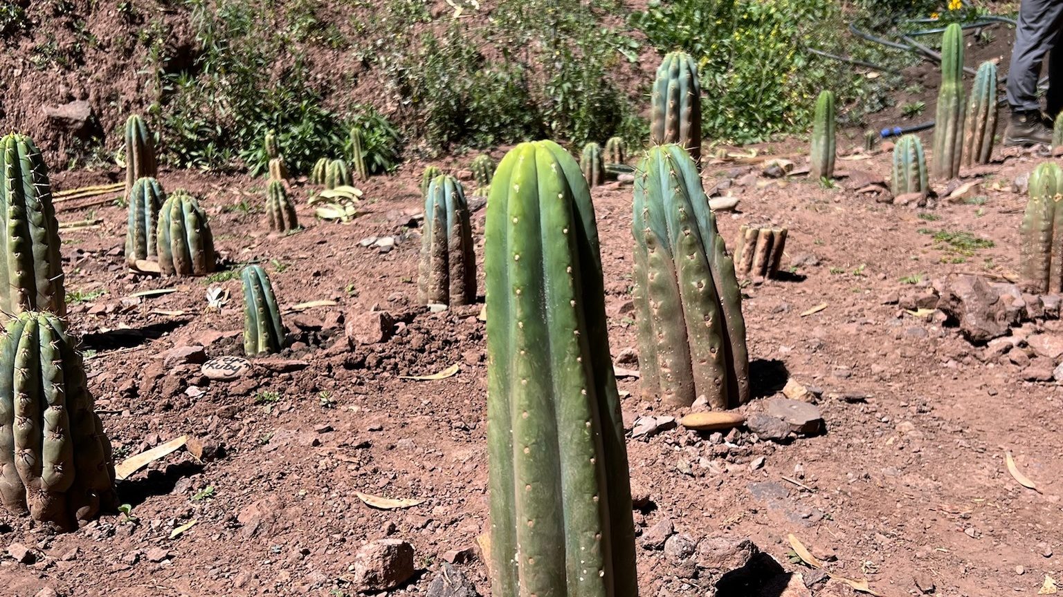 Young huachuma cacti newly planted along a terraced hillside of red earth